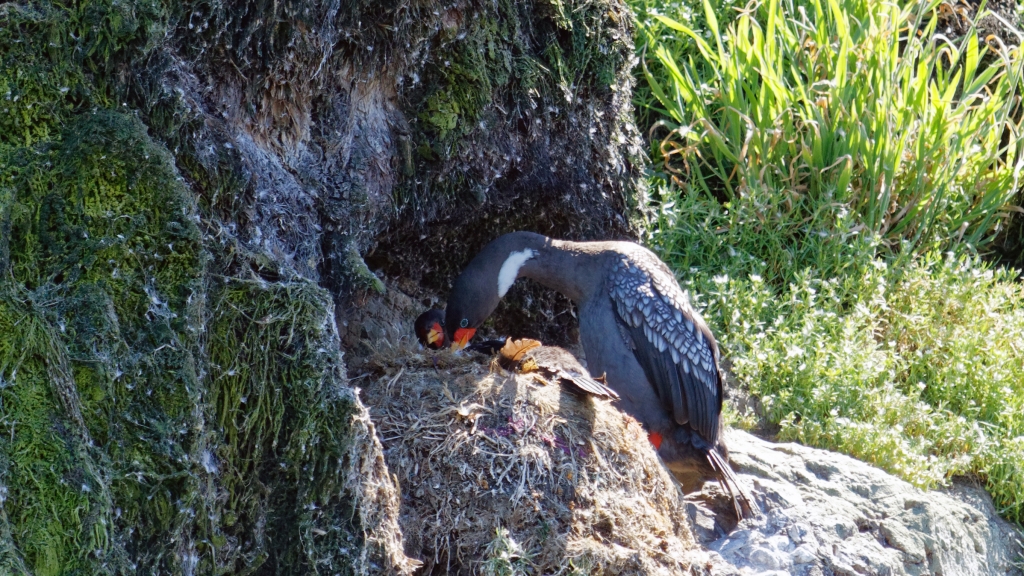 11 - Île de Chiloé (6).jpg